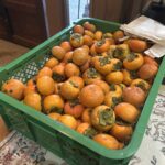 熊が大好きな柿が当たり年の様ですので皆様にお配りします