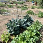 夏の海水浴プランへ向けて「夏野菜」を準備開始です